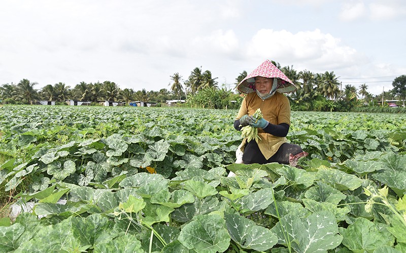  Chuyển đổi cơ cấu cây trồng ứng phó biến đổi khí hậu 