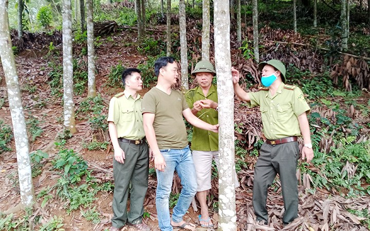  Người Tày, Dao ở Thái Nguyên làm giàu từ cây quế 