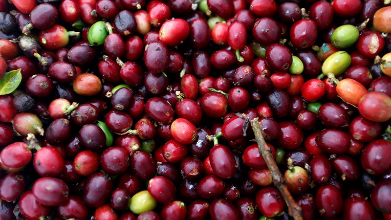  Giá cà-phê Robusta thế giới tăng phiên thứ ba liên tiếp 