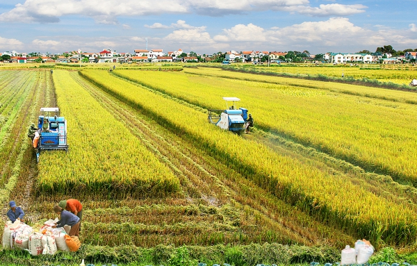 Phát triển nông nghiệp bền vững: Nhìn từ kết quả sử dụng hiệu quả và bền vững đất sản xuất nông nghiệp