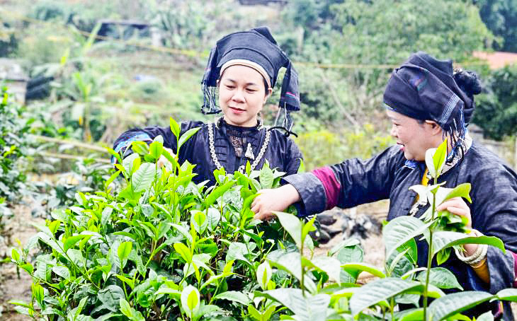 Lào Cai: Nghị quyết tạo đột phá phát triển nông nghiệp 