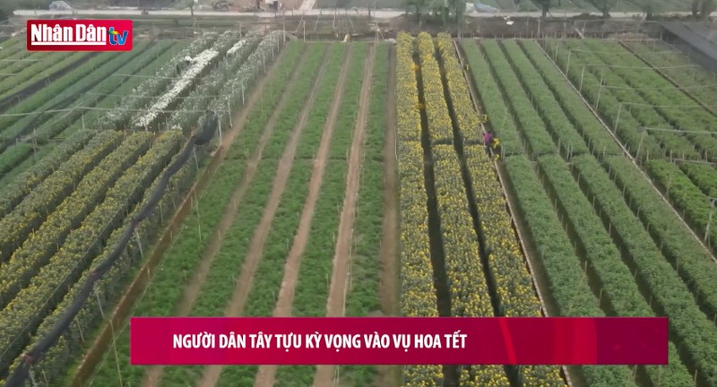  Người dân Tây Tựu kỳ vọng vào vụ hoa tết 