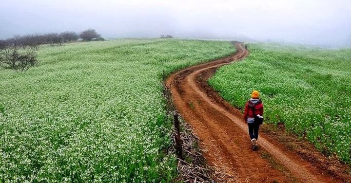  Mộc Châu, ngút ngàn hoa cải trắng 