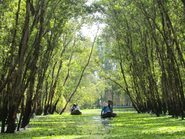  Trà Sư - Mưa rừng tràm ! 