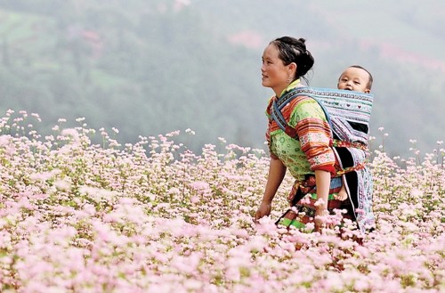  Từ những mùa hoa 