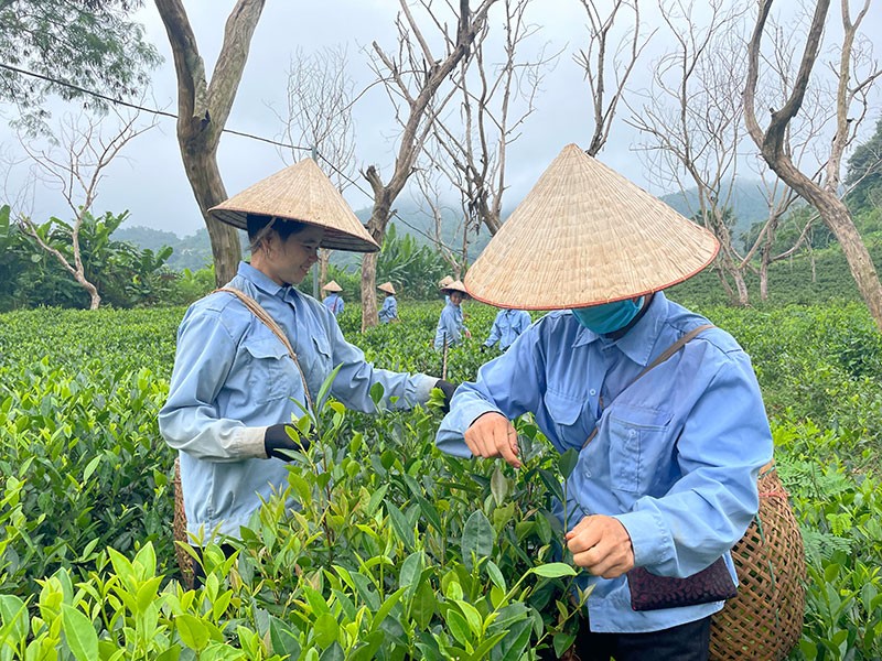  Điện Biên đạt nhiều kết quả trong công tác giảm nghèo 