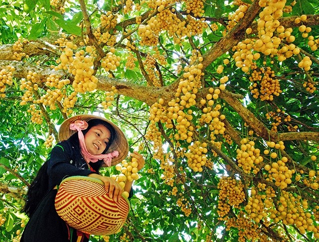  Tấm thẻ xanh cho nông dân 