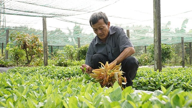  Thu hoạch rau rừng 