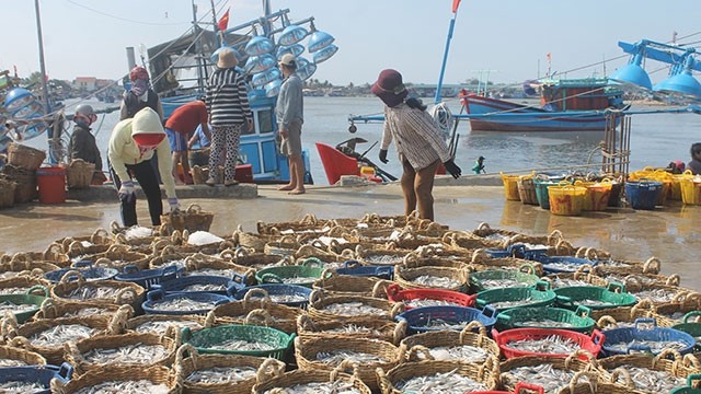  Cá cơm Cà Ná - Đậm đà hơi biển, tình người 