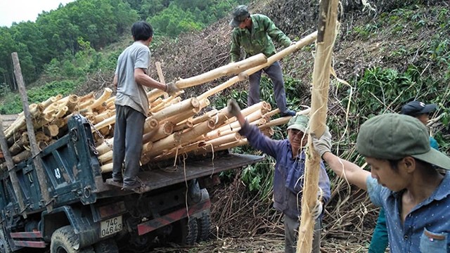  Chật vật những người khai thác tràm 