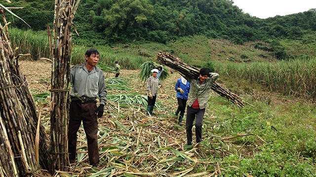  Mặn giọt mồ hôi nghề chặt mía thuê 