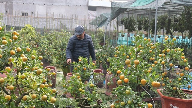  Săn cây cảnh độc, lạ đón Tết 