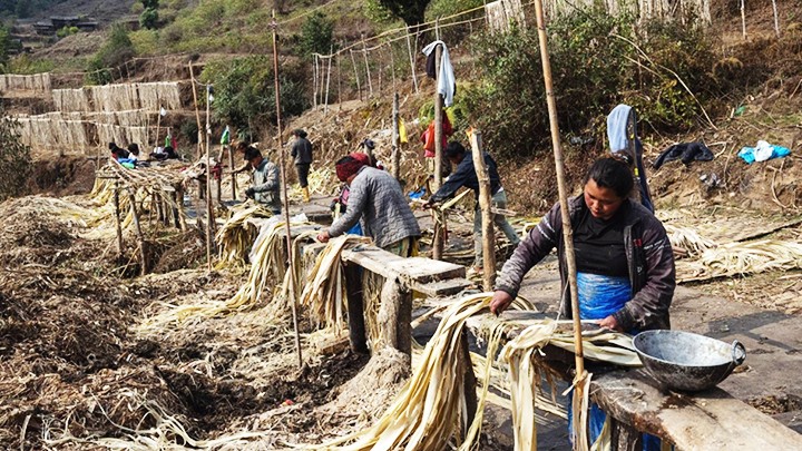  Nông dân Nepal đổi đời nhờ cây argeli 