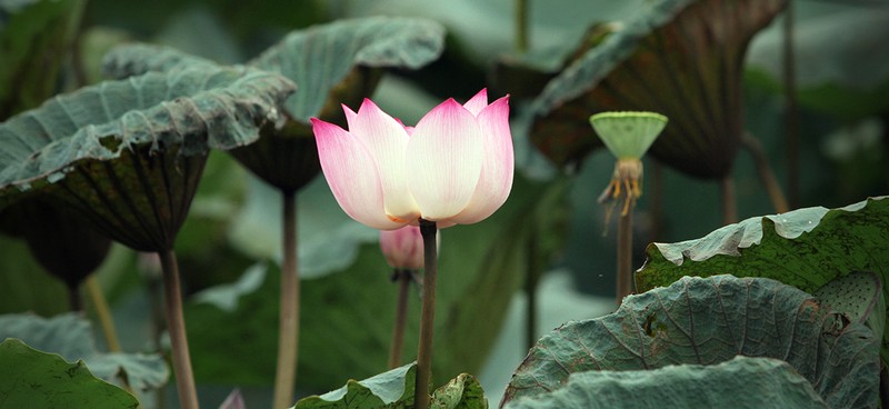  Tìm bông sen trong đời 