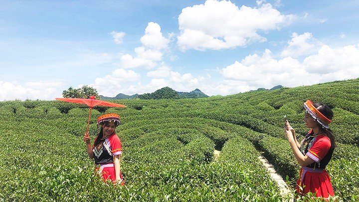  Cây chè làm... du lịch 