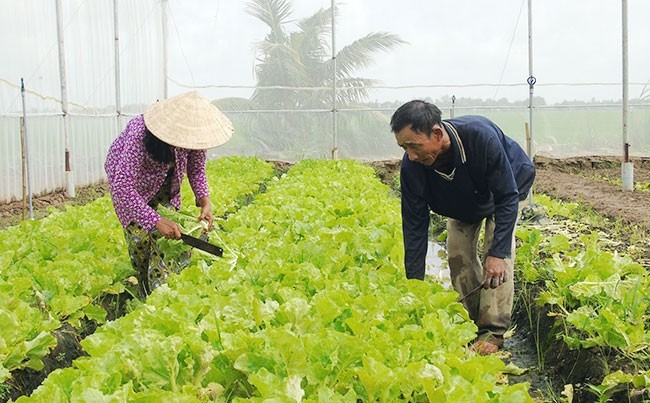  Nông dân Khmer thoát nghèo nhờ trồng rau sạch 