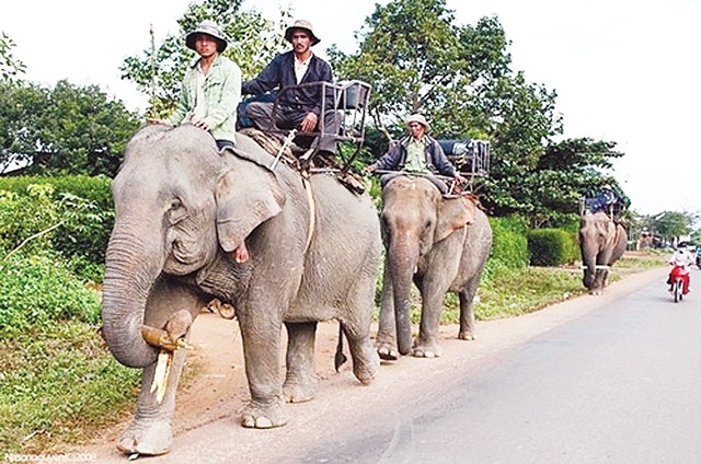  Đời thứ tư nuôi voi ở Lắc 