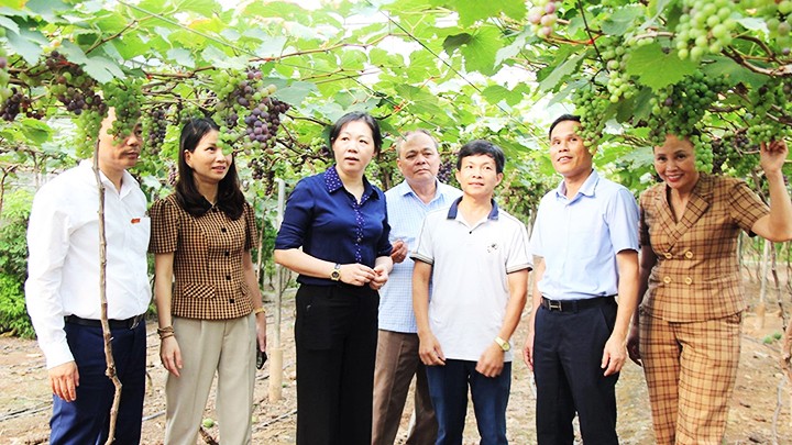  Thành công nhờ nông nghiệp công nghệ cao 