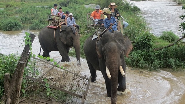  Voi nhà sẽ thoát cảnh nhọc nhằn “cõng” du lịch 