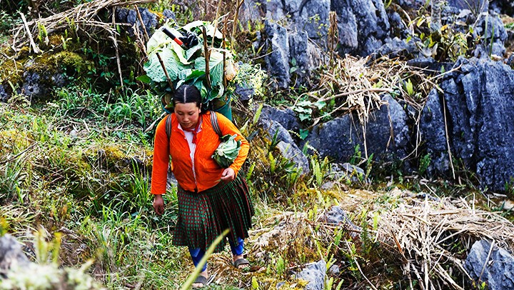  Nắng lên đi hái rau rừng 