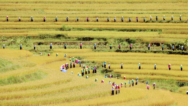  Đặc sắc Lễ hội ruộng bậc thang Miền Đồi, Hòa Bình 