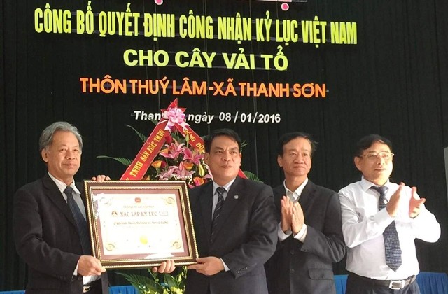  Công bố Kỷ lục Việt Nam cho “Cây vải thiều lâu năm nhất” 