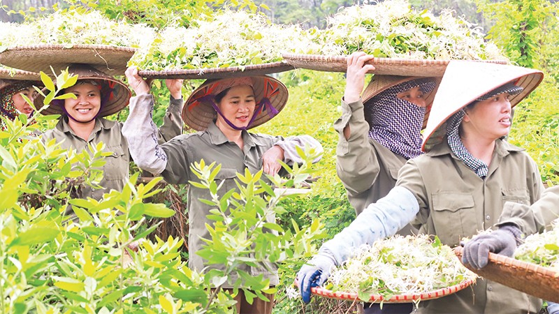  Bảo tồn văn hóa, khai thác du lịch qua "con đường" dược liệu 