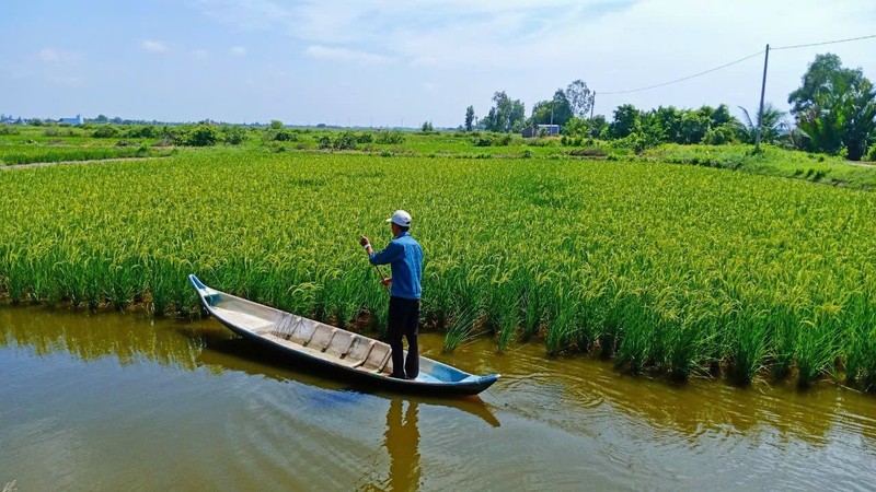  Nấc thang đưa người trồng lúa đến thịnh vượng 