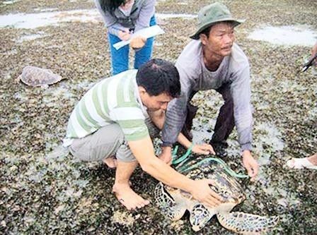  Cả nước chỉ có một trung tâm cứu hộ đúng nghĩa! 