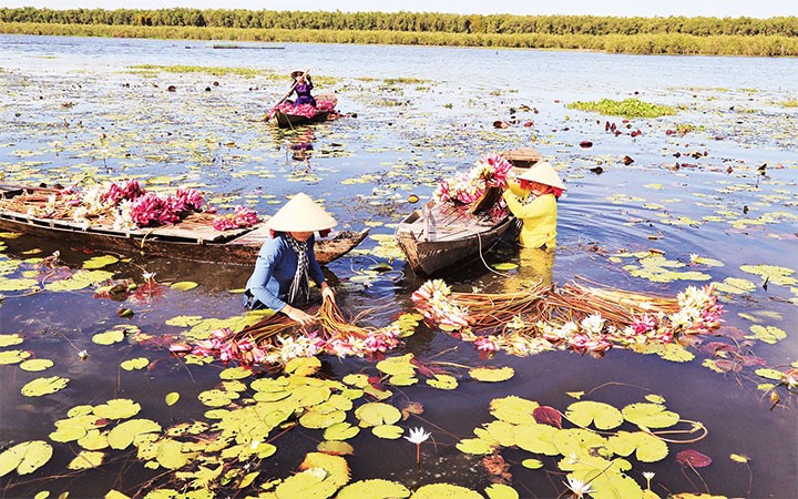  Bông súng mùa nước nổi 