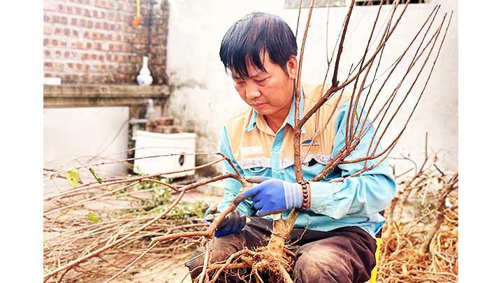  Chăm “cây thoát nghèo” chờ Tết 