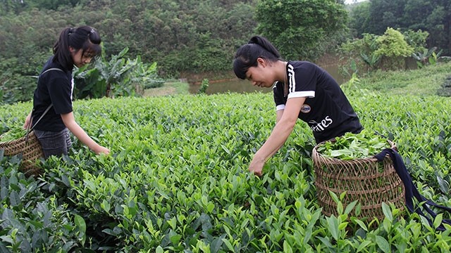  Tỏa hương chè Xuân Lương 