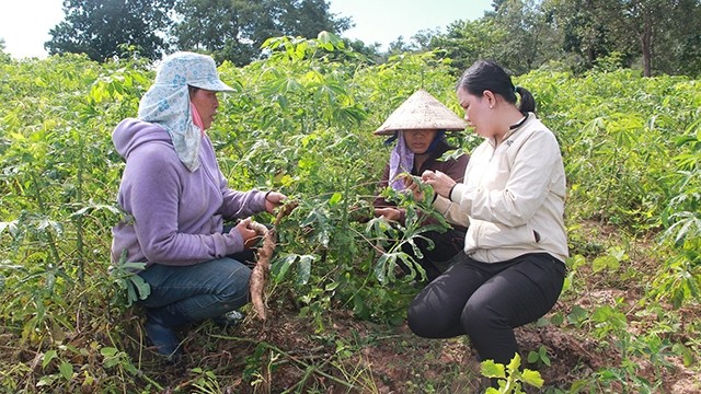  Hàng nghìn ha sắn ở Đác Lắc bị bệnh khảm lá 