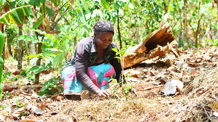  Sáng kiến nông-lâm kết hợp ở Cameroon 