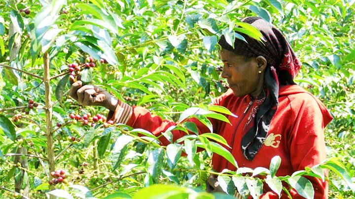  Ethiopia lưu giữ nguồn gen cà-phê Arabica 