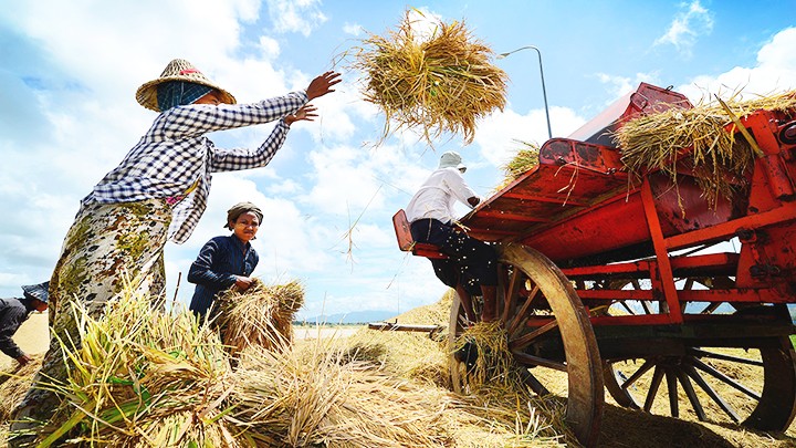  Ngành lúa gạo Đông Nam Á trước mối đe dọa El Nino 