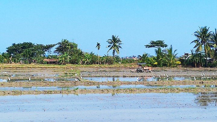  Cò về bên phố 