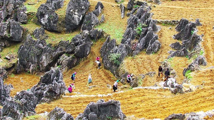  Trồng ngô trên cao nguyên đá 